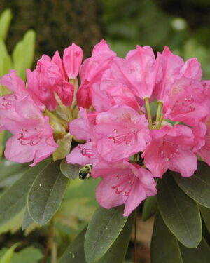 Rhododendron