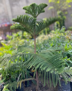 Araucaria