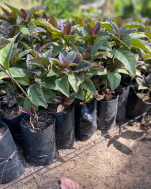 Amarante Rouge (Amaranthus Cruentus)