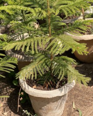 Araucaria