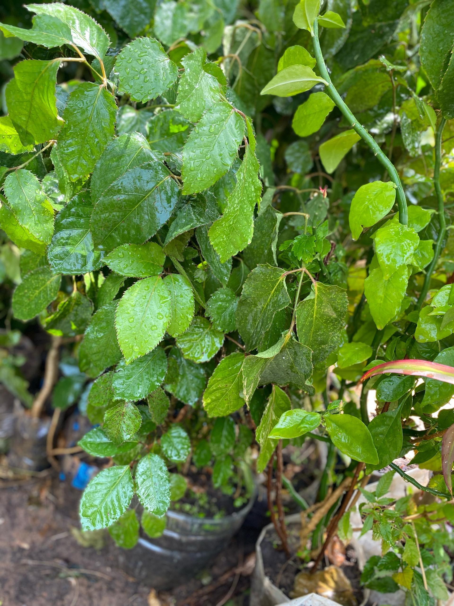 Aralia Faux-Caféier (Géranium Aralia)