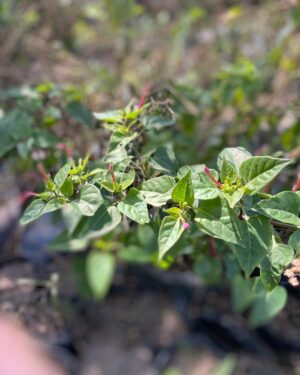 Belle de Nuit (Mirabilis Jalapa)