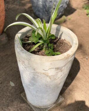 Chlorophyton Chevelu