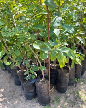 Citronnier Bigaradier