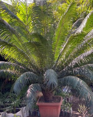 Cycas du Japon (Faux Palmier)