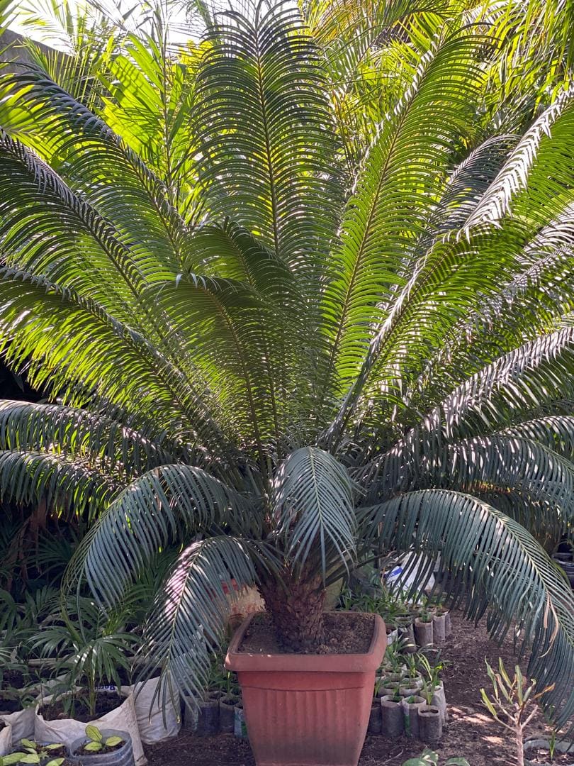 Cycas du Japon (Faux Palmier)