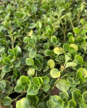 Pépéromie (Pourpier des bois)