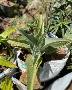 Feuille de Glace Simple