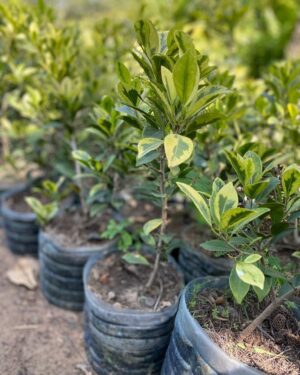 Ficus Ginseng (Arbre de l'intendance)