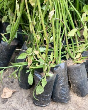 Fleur d’Oiseau Rouge