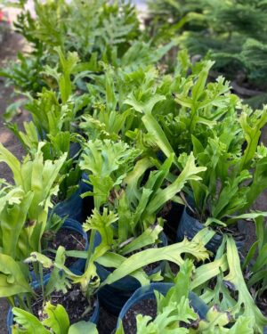 Fougère Corne d'élan (Corne de cerf)