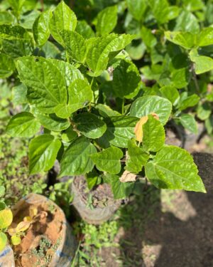 Hibiscus Rose de Chine