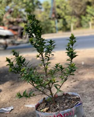 Ixora écarlate (Hortensia japonais)