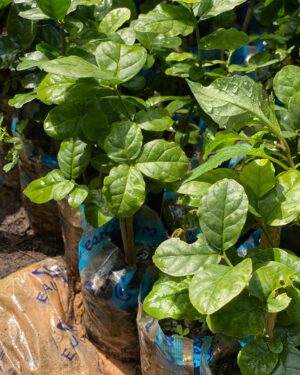 Jasmin d’Arabie (Jasmin Sambac)