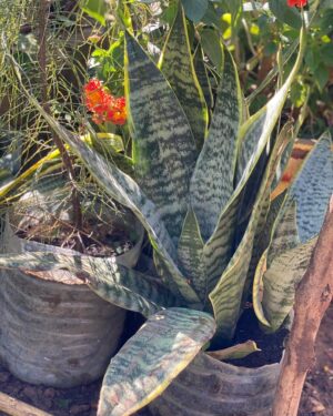 Langue de belle-mère