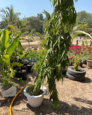 Polyalthia longifolia (Long Tree)