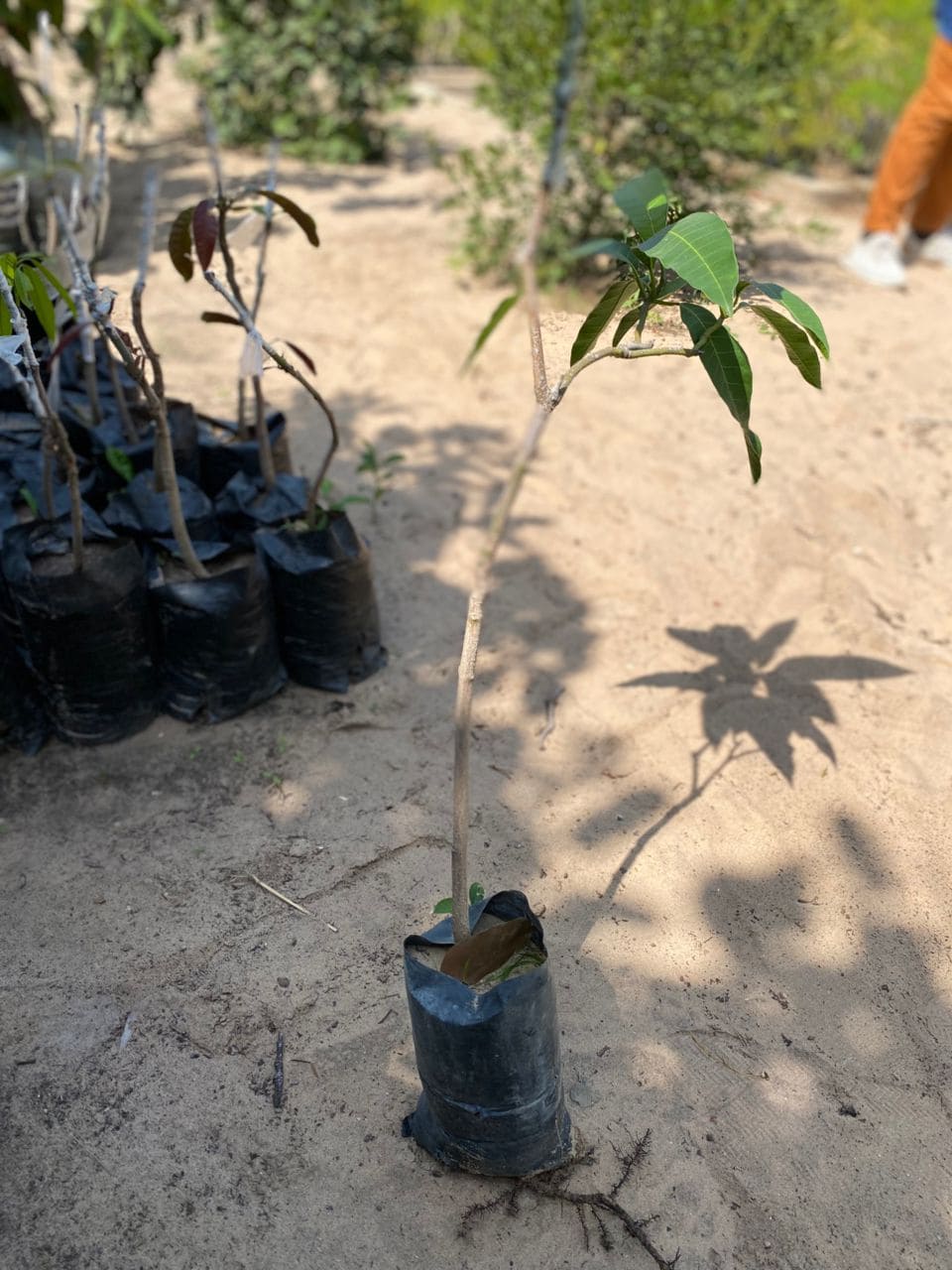 Manguier Bouko Diekhal