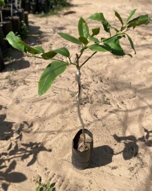 Oranger des 4 Saisons