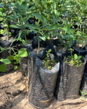 Oranger Tangelo (Orange Casamance)