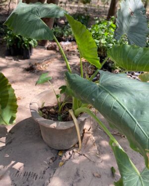 Songe Caraïbe (Oreille d’éléphant)