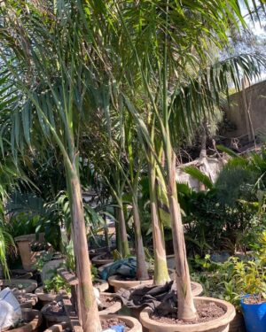 Palmier Royal de Cuba