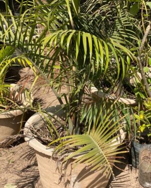 Palmier Triangle (Dypsis decaryi)