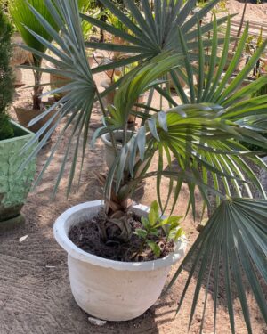 Palmier de Bismarck (Latanier blanc)