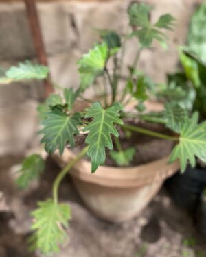 Philodendron à Feuilles Bipinnatifides