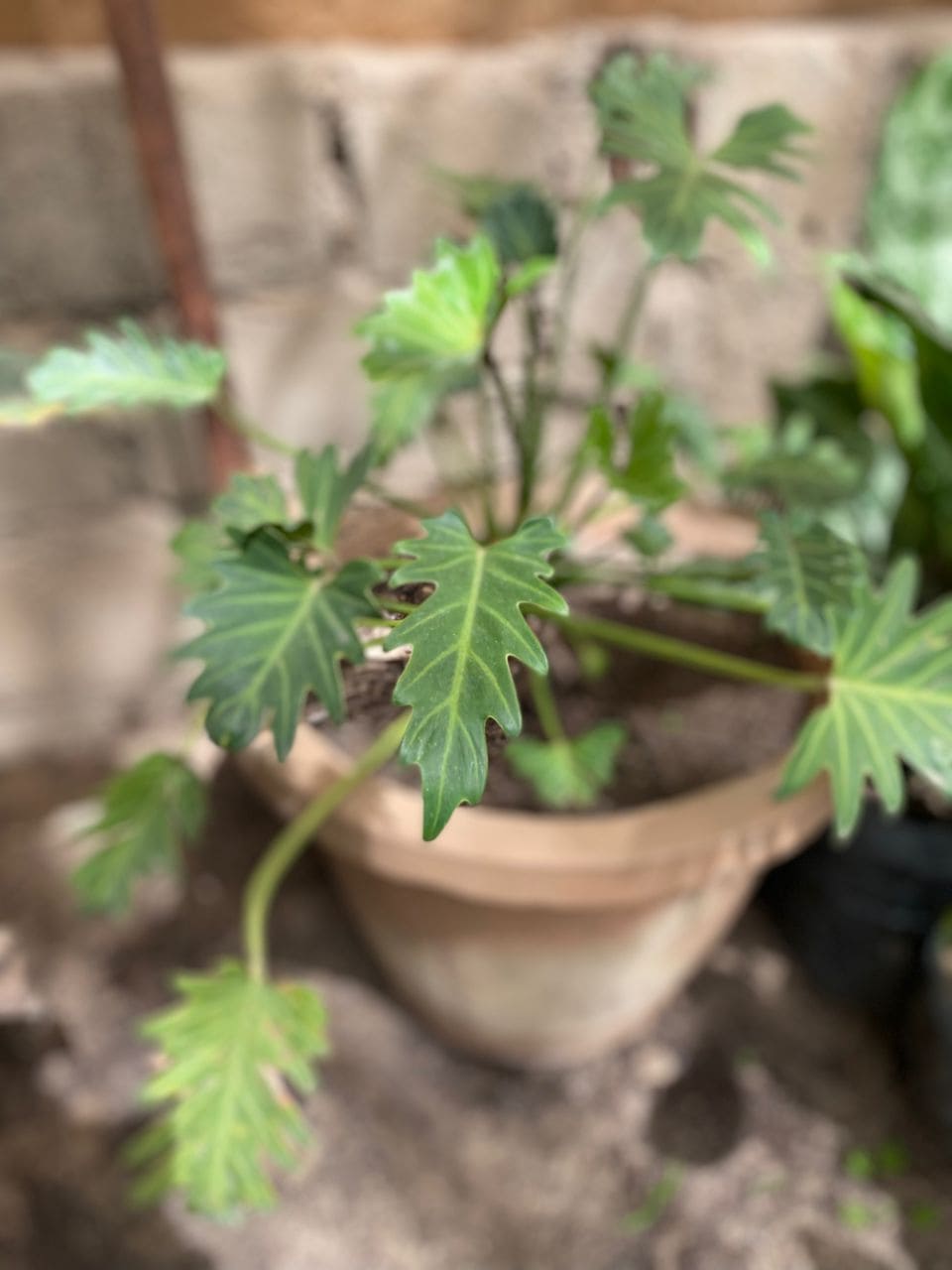Philodendron à Feuilles Bipinnatifides