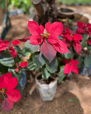 Poinsettia (Étoile de Noël)