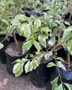 Aralia Faux Caféier (Polyscias Guilfoylei)