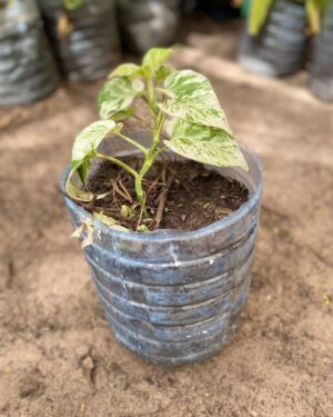 Pothos (Epipremnum Aureum)