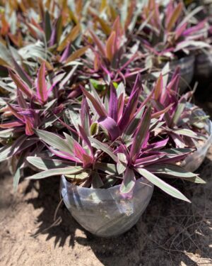 Rhodiola Rosea (Orpin Rose)