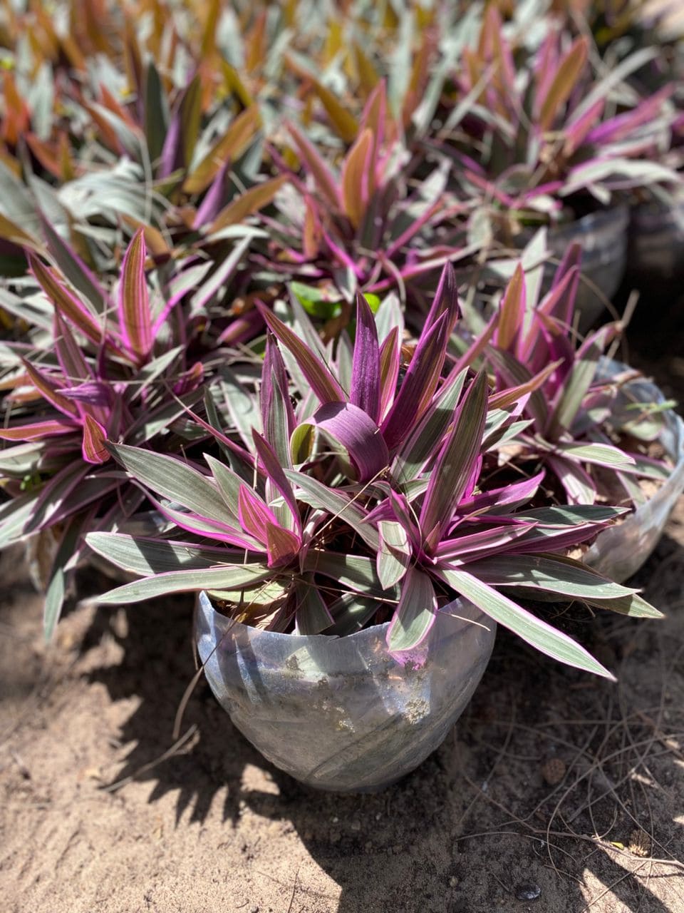 Rhodiola Rosea (Orpin Rose)