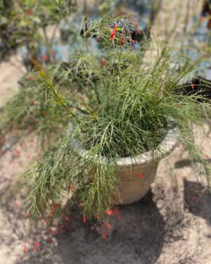 Russelia (Goutte de Sang)