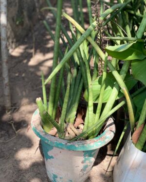 Sansevière à Feuilles Cylindriques