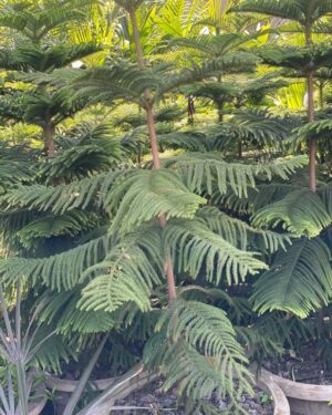 Pin de Norfolk (Sapin)