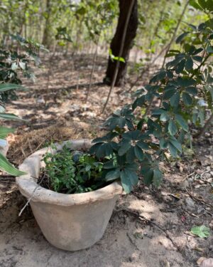 Schefflera (Arbre Ombrelle)
