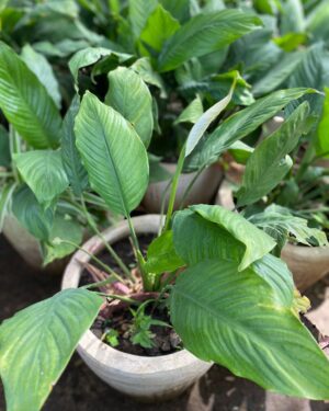 Fleur de Lune (Spathiphyllum)