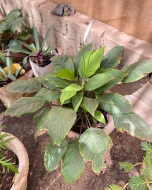 Arisaema (Tête de Cobra)