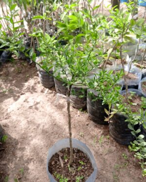 citronnier caviar a dakar