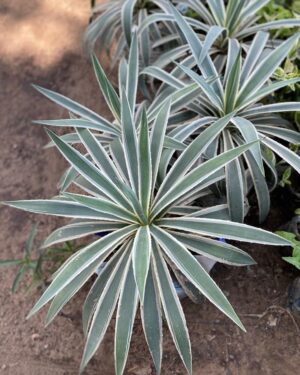 Agave Sisal