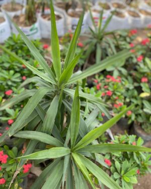Yucca Pied d'éléphant (Yucca Géant)