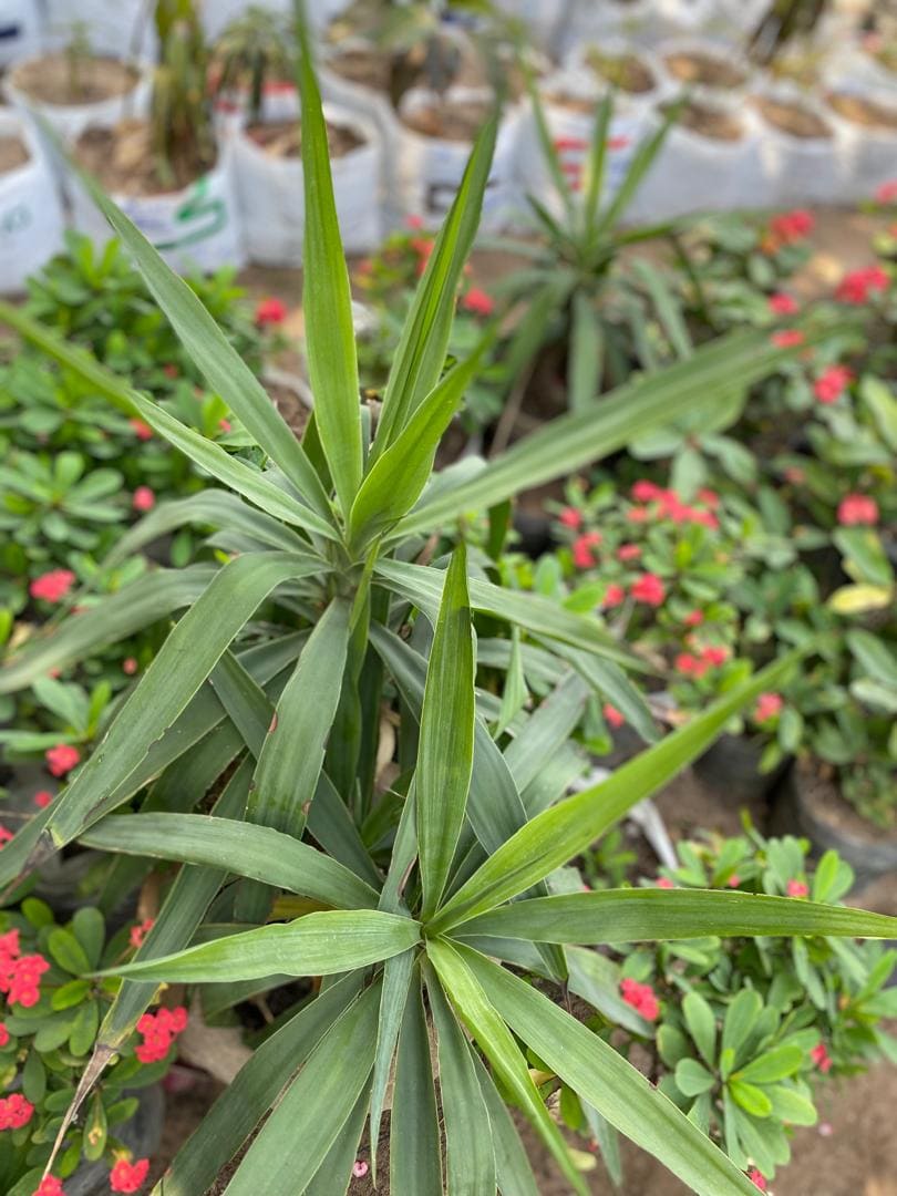 Yucca Pied d'éléphant (Yucca Géant)