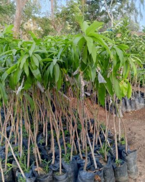 manguier kent senegal