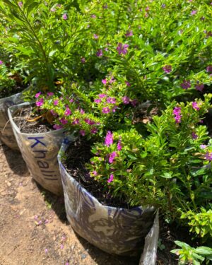 Cuphea à Feuilles d’Hyssope