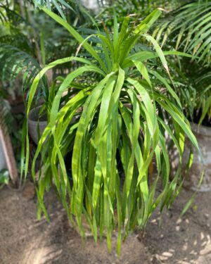 Dragonnier du Cambodge