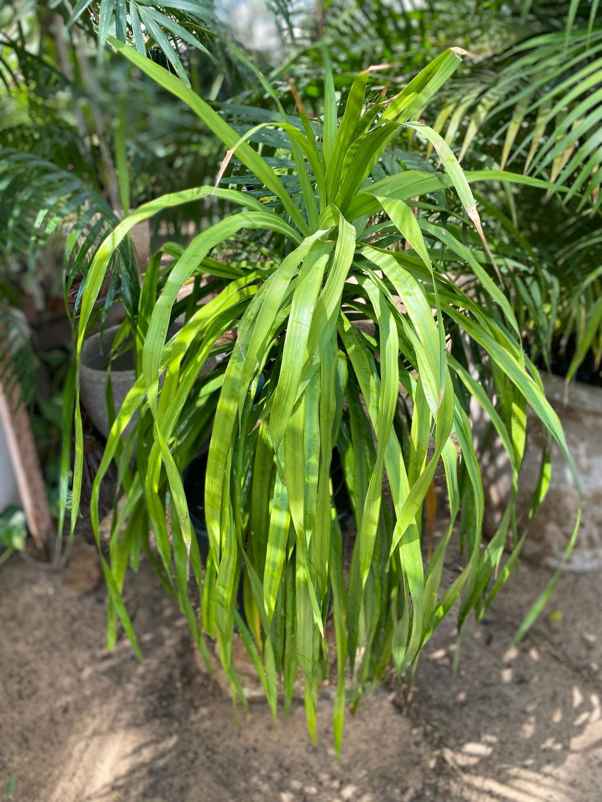 Dragonnier du Cambodge