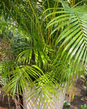 Grand Palmier Multipliant