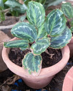 Goeppertia Roseopicta